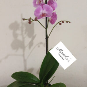 Orquidea